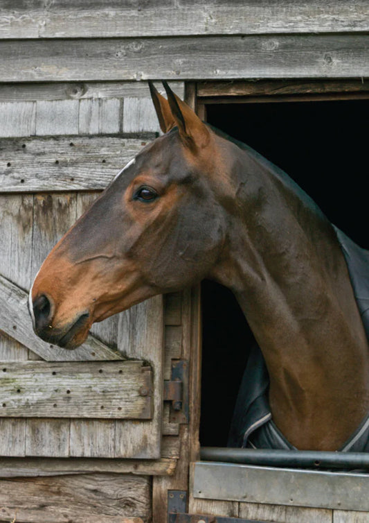 Horse Greeting Card. 17 Hands by Charles Sainsbury-Plaice