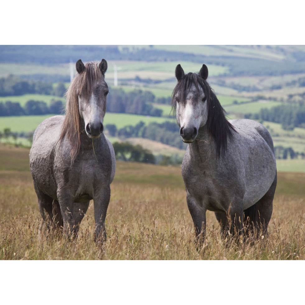 Welsh Mountain Ponies Greeting Card by Charles Sainsbury-Plaice