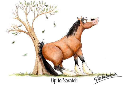 Horse greeting card "Up to scratch" by Alex Underdown